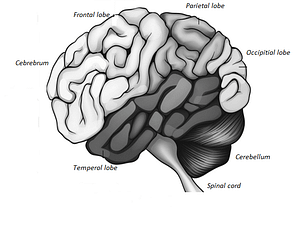 Child Development Our Brain