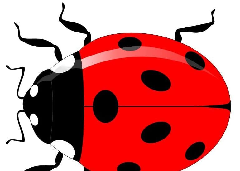 Developing Gross and Fine Motor Skills